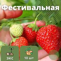 Клубника Фестивальная крупноплодная сладкая, 10 штук