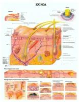 Строение Кожи