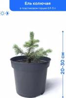 Ель колючая 20-30 см в пластиковом горшке 0,9-3 л, саженец, хвойное живое растение