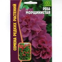 Роза Морщинистая, декоративный многолетний кустарник ( 1 уп: 10 семян )