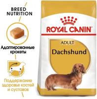 Dachshund Adult