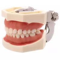 Учебная модель челюсти с зубами 28 шт. Dental Study Model AG-3 (стоматологический фантом с мягкой десной)