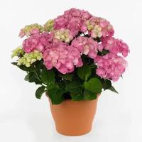 Гортензия берлинер шпрее крупнолистная 3 л (HYDRANGEA MACROPHYLLA BERLINER SPREE)