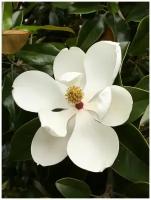 Семена Магнолия крупноцветковая грандифлора (Magnolia grandiflora), 5 штук