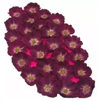 Цветы сушеные Роза Бордовый бархат Burgundy velvet, 25 шт