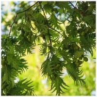 Береза Деликарлийская - Береза ​​серебряная - (лат. Betula pendula Dalecarlica) - Семена 100 шт