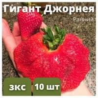 Клубника ранняя Гигант Джорнея 10 штук саженцев