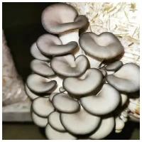 мицелий грибов вешенки 2 кг