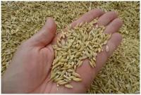Ячмень зерно в мешке 5 кг свежий Урожай нешлифованный Эко продукт для проращивания и пивоварения Сибирский