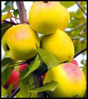Сорта среднерослых яблонь