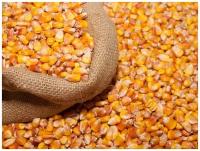 Кукуруза кормовая зерна для птиц и животных 10 кг