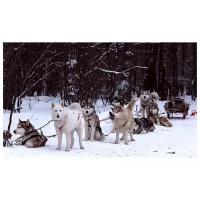 Экскурсия к северным оленям и собакам, 1 взрослый + 2 детей в выходной день (Московская область)