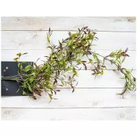 Гирлянда - подвеска чайные листья, 77 см, Edelman 953668