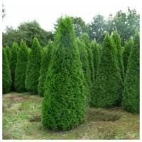 Туя западная (Thuja occidentalis Smaragd C2 40-60)