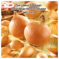 Лук-севок Коррадо 1 кг Голландия