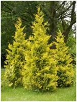 Семена Туя западная Голден Брабант (Thuja occidentalis Golden Brabant), 30 штук