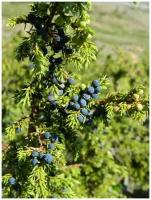 Семена Можжевельник сибирский (Juniperus sibirica Burgsd), 30 штук
