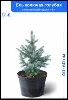 Ель колючая голубая 40-60 см в пластиковом горшке 1-3 л, саженец, хвойное живое растение