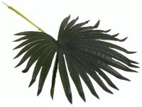 Искусственный лист пальмы Д-00-14-2